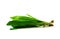 Culantro, sawtooth long leaf coriander on white background