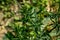 The Culantro is an wild herbal plant name Eryngium foetidum