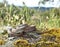 Culebra Bastarda en Sierra Morena