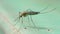 Culex pipiens fatigans mosquito