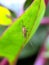 Culex pipiens insect on leaf garden Culex pipiens garden mosquito green leaves plant to sit mosquito