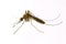 Culex tritaeniorhynchus mosquito