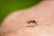 Culicidae - Culex Sp. - Mosquito on Skin