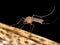 Culicine Mosquitoe