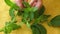 Culinary aromatic herbs. Closeup fresh peppermint leaves