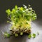 Culinary Elegance: Microgreens Array on a Stylish Serving Tray