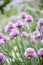 Culinary Herb - Chives in the Herb Garden