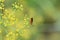 Culinary herb, Insect pollinates flowering dill in a garden bed