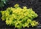 Culinary herb of yellow oregano, lat. Origanum vulgare