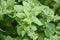 Culinary mint family herb, lemon balm, melissa officinalis in the garden bed