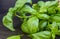 Culinary spices, fresh green basil