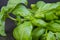 Culinary spices, fresh green basil