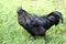 Cull Ayam Cemani With Golden Leakage Feathers