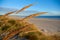 Culms with panicles of marram grass against a dark blue sky on a white dune along the coast in the warm light afte