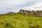 Cult stones is a megalithic site consisting of mounds, dolmens, mounds and single menhirs in Karachay-Cherkessia, Russian Federati