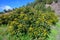 Cultivaion of healthy avocado fruits on La Palma island, Canary islands in Spain, young avocado trees growing on plantations in