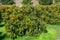 Cultivaion of healthy avocado fruits on La Palma island, Canary islands in Spain, young avocado trees growing on plantations in