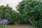 Cultivaion of healthy avocado fruits on La Palma island, Canary islands in Spain, young avocado trees growing on plantations in