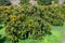 Cultivaion of healthy avocado fruits on La Palma island, Canary islands in Spain, young avocado trees growing on plantations in