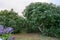 Cultivaion of healthy avocado fruits on La Palma island, Canary islands in Spain, young avocado trees growing on plantations in