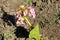 Cultivar badan (Bergenia crassifolia) flower