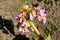 Cultivar badan (Bergenia crassifolia) flower