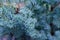 Cultivar creeping juniper squamata Blue Star grown in the garden
