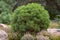 Cultivar dwarf mountain pine Pinus mugo var. pumilio in the rocky garden