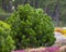 Cultivar dwarf mountain pine Pinus mugo var. pumilio in the rocky garden
