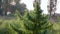 Cultivar dwarf mountain pine Pinus mugo var. pumilio in the rocky garden close up