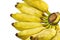 Cultivate banana on white background