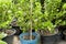 Cultivate bergamot tree in plastic pot. Tree market. agriculture