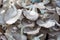 The cultivate of oyster mushroom