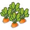 Cultivate tasty carrot. Vector vegetable