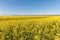 Cultivated agricultural field. Oilseed Rapeseed yellow flowers