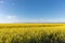 Cultivated agricultural field. Oilseed Rapeseed yellow flowers