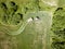 cultivated agriculture fields from above birds eye in summer