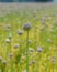 Cultivated Allium flowering plants