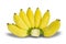 Cultivated banana isolated on a white background, Clipping Path no shadow, Nutrients of bananas have a variety of energy,