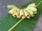 Cultivated Banana, Thai Banana and green banana leaf