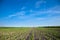 Cultivated beet field and blue sky