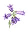 Cultivated bluebell