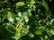 Cultivated blueberries or highbush blueberries growing on branches in immature green stages of maturation after flowering among