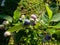 Cultivated blueberries or highbush blueberries growing on branches in various stages of maturation - ripe, immature green, green