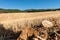 Cultivated cornfields against the hills of the mountains in Fran