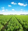 Cultivated field of broad or fava beans.