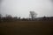 Cultivated field on a cloudy day with a tree framed by an over head electricity cable in the distance