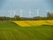 Cultivated fields, grain and rapeseed. Windmills in the background. Hancza lake surroundings, Poland