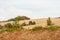 Cultivated fields in the mountains. Freshly sown wheat in the field.