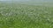 Cultivated flax, linum usitatissimum, field in bloom, Wind, Normandy in France,